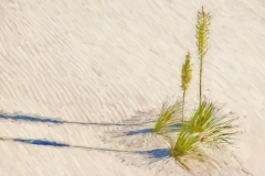 whitesands_9